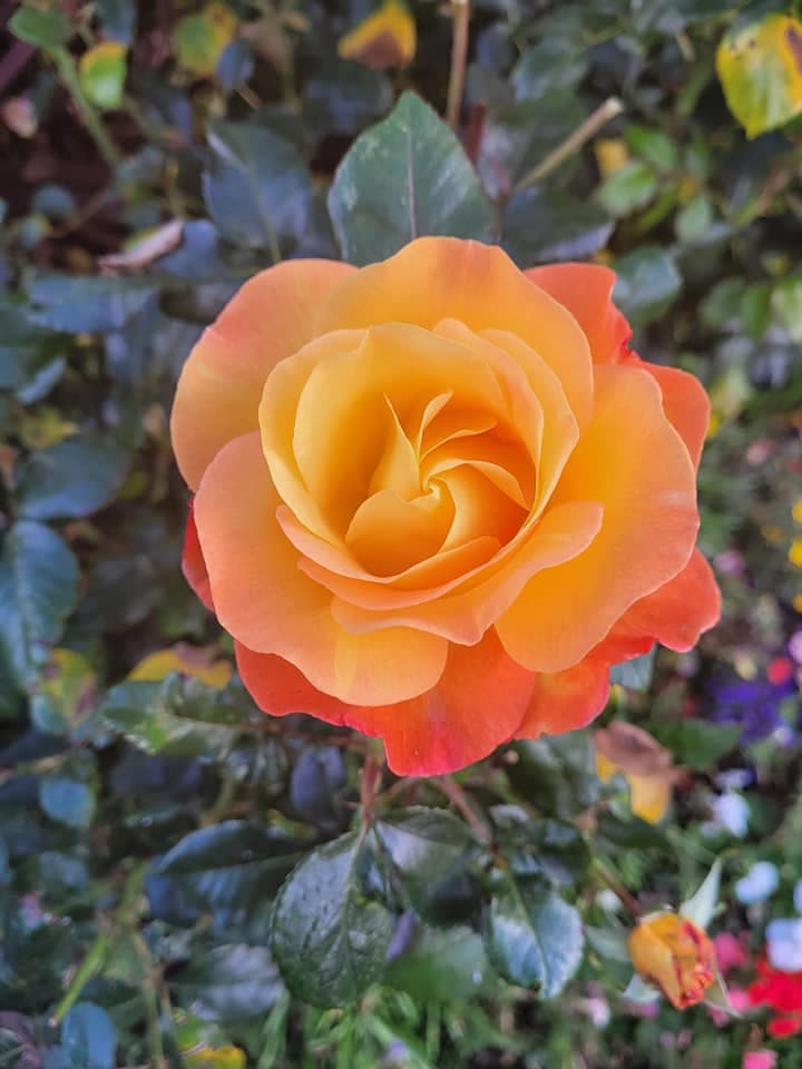 Fink Hill and Jubilee Clock - Horsforth in Bloom site